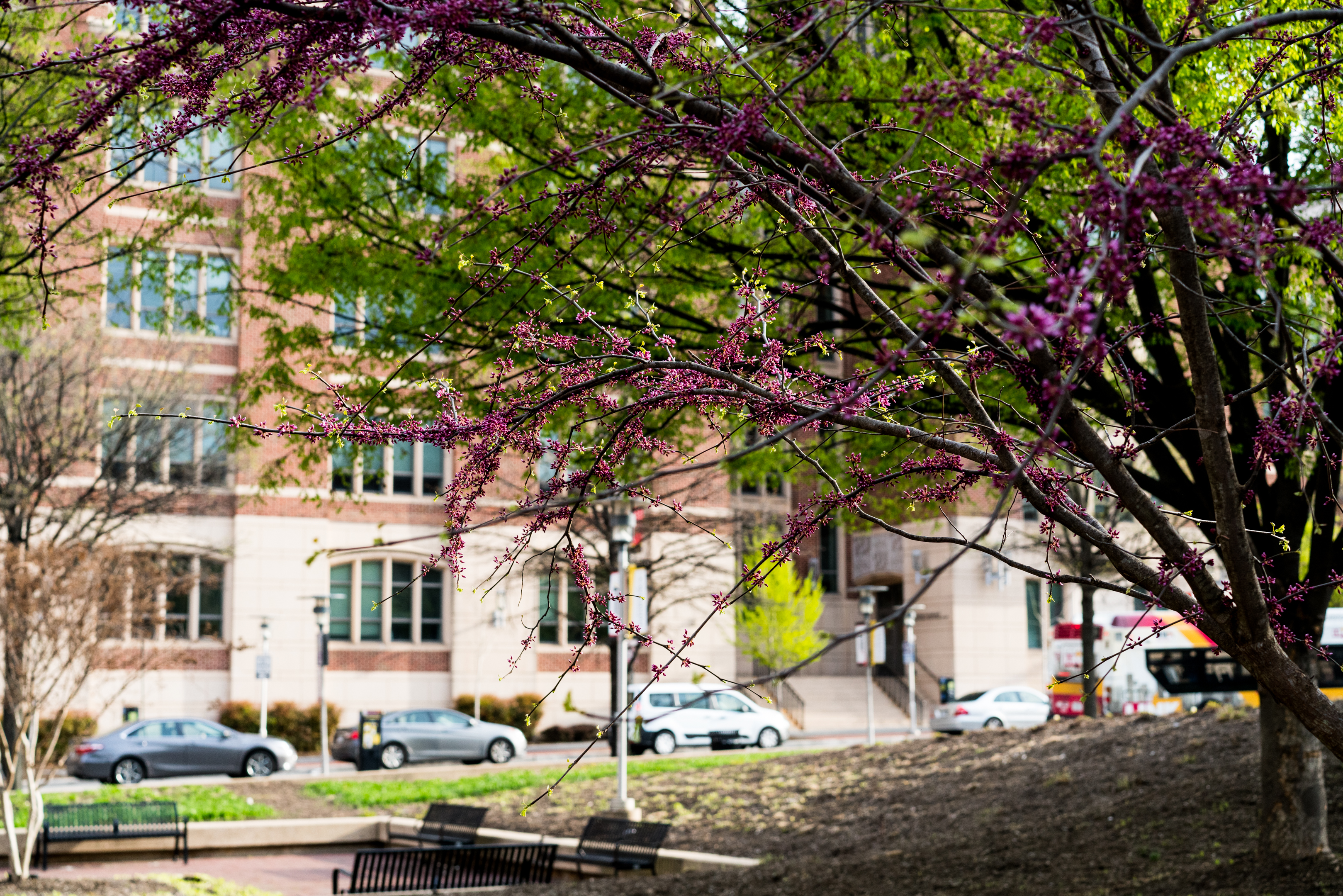 A tree with spring blossoms in from of the Maryland Carey Law building